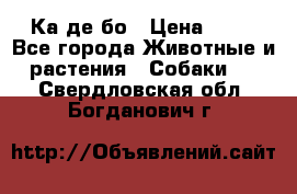 Ка де бо › Цена ­ 25 - Все города Животные и растения » Собаки   . Свердловская обл.,Богданович г.